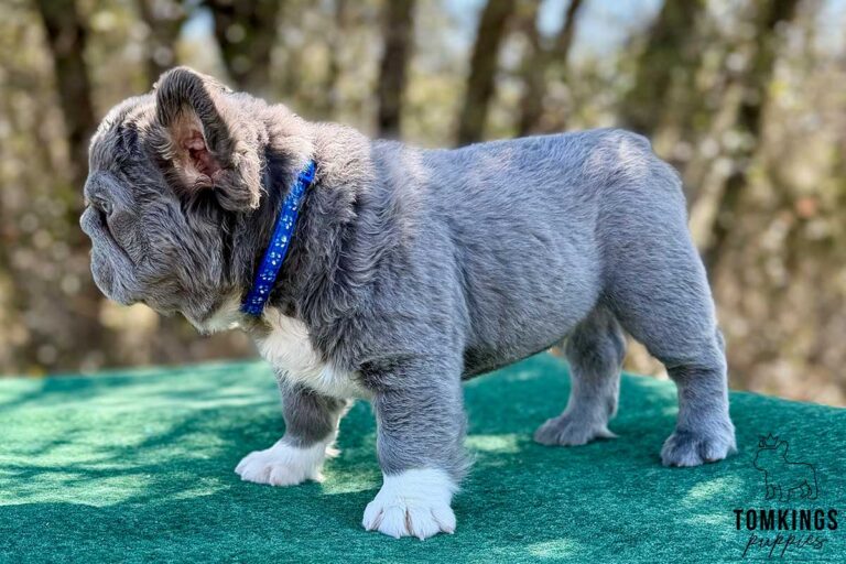 Sterling, a husky fluffy male French Bulldog puppy, shown in a vertical close-up portrait.