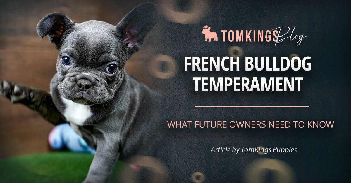 French Bulldog Temperament: What Future Owners Need to Know