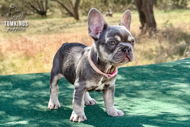 Vega, a lilac and tan female French Bulldog puppy, seated outdoors on green fabric in a pink collar.