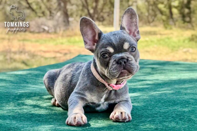 Vega, a lilac and tan female French Bulldog puppy, seated in three-quarter view outdoors with a pink collar.