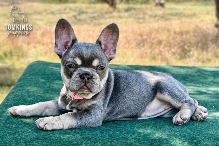 Vega, a lilac and tan female French Bulldog puppy, lying on green fabric outdoors in a pink collar.