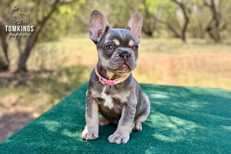 Vega, a lilac and tan female French Bulldog puppy, lying front-facing outdoors with a pink collar.