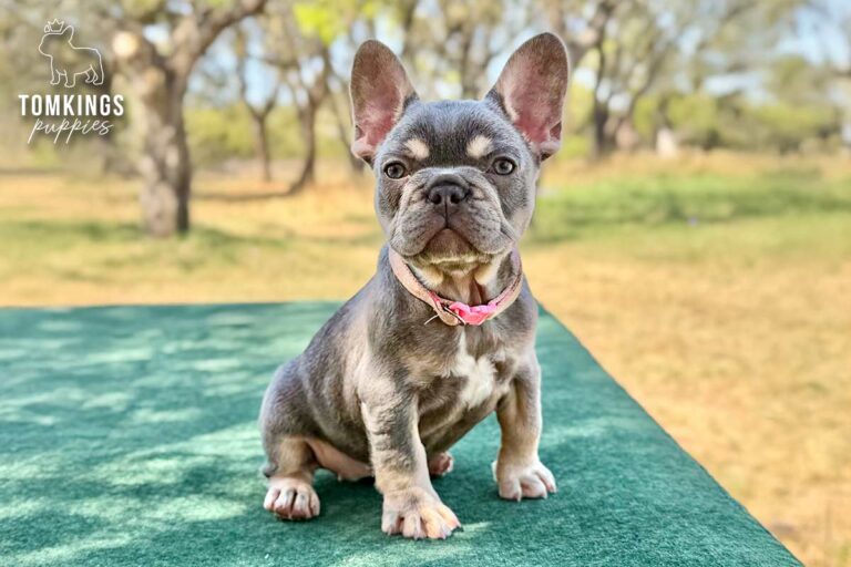 Vega, a lilac and tan female French Bulldog puppy, standing outdoors on green fabric in a pink collar.