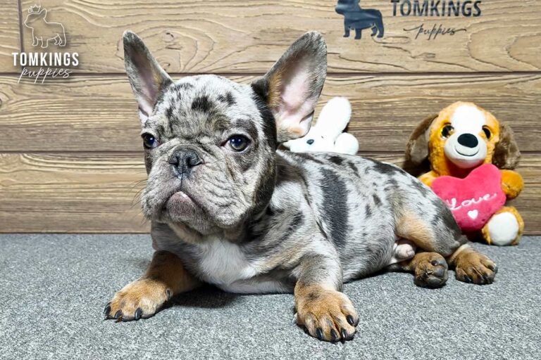 Victor, a merle French Bulldog puppy, lies on gray carpet with a plush dog toy and ball behind him.