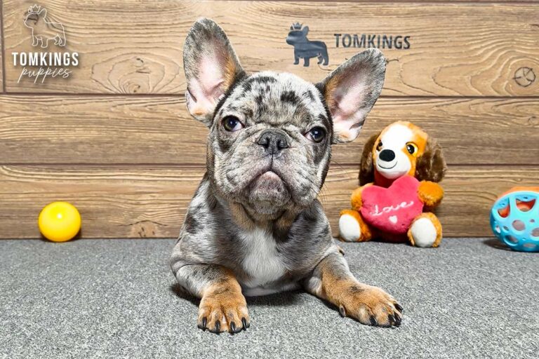 Victor, a merle French Bulldog puppy, lies on gray carpet in a side-angled indoor portrait.