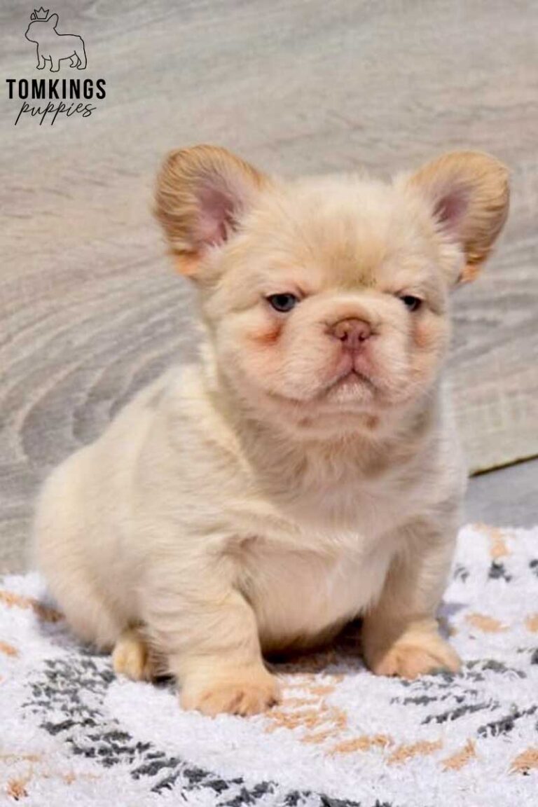 Xander, a Platinum Fluffy male French Bulldog puppy, shown in a vertical close-up portrait.