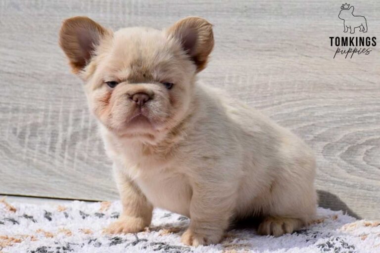 Xander, a Platinum Fluffy male French Bulldog puppy, shown in a vertical close-up portrait.