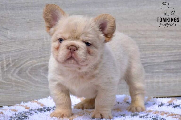 Xander, a Platinum Fluffy male French Bulldog puppy, shown in a vertical close-up portrait.