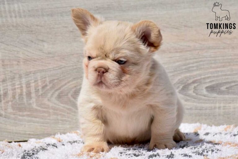 Xander, a Platinum Fluffy male French Bulldog puppy, shown in a vertical close-up portrait.