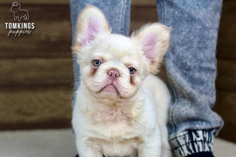 Xander, a platinum fluffy French Bulldog puppy, standing between a person's legs indoors.