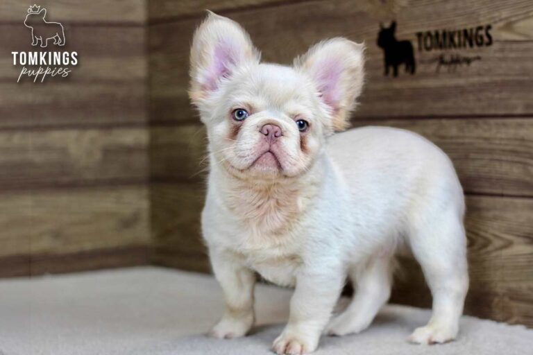 Xander, a platinum fluffy French Bulldog puppy, standing on light carpet in a wood-paneled room.