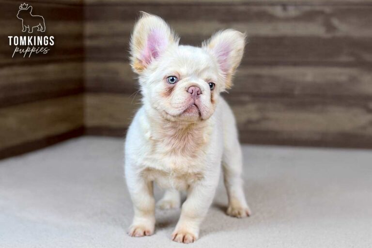 Xander, a platinum fluffy French Bulldog puppy, standing at an angle on light carpet.