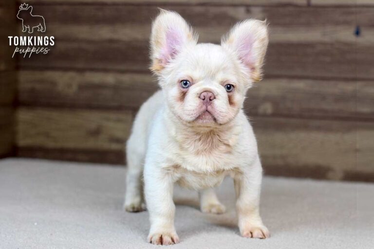 Xander, a platinum fluffy French Bulldog puppy, standing front-facing on light carpet indoors.