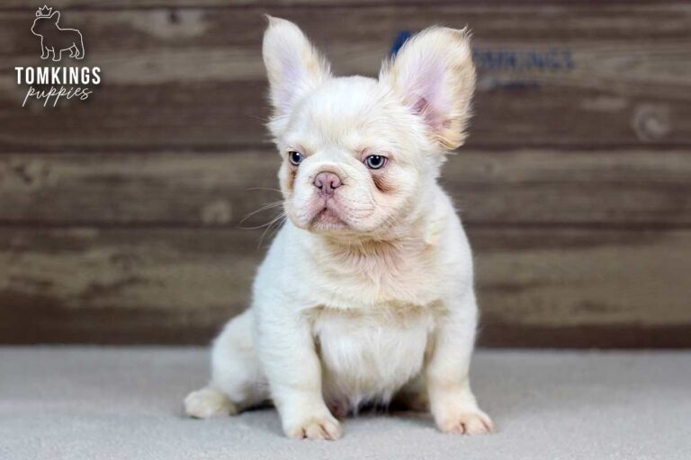 Xander, a platinum fluffy French Bulldog puppy, sitting on light carpet and looking to the side.