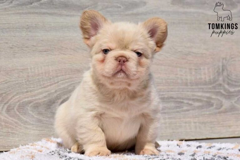 Xander, a Platinum Fluffy male French Bulldog puppy, shown in a vertical close-up portrait.
