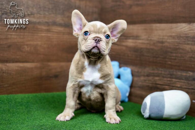 Yang, an isabella fawn French Bulldog puppy, lying on green turf beside a blue plush toy.