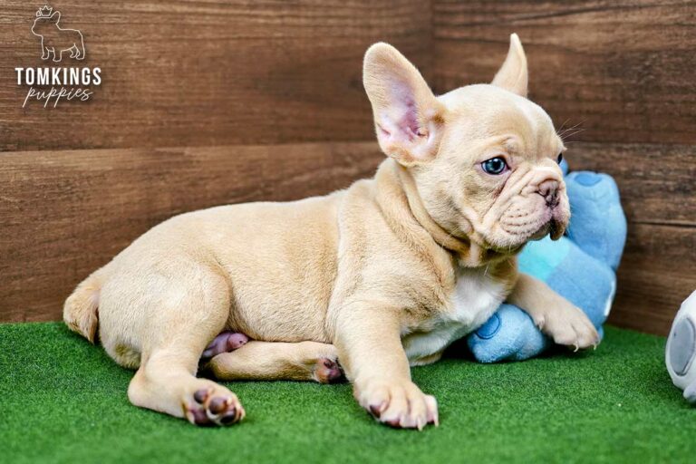 Yang, an isabella fawn French Bulldog puppy, facing forward on green turf with blue eyes visible.
