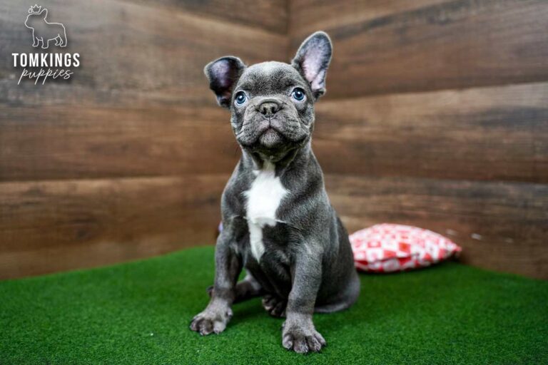 Yin, a blue female French Bulldog puppy, sits on green turf with a tilted head in a studio setup.