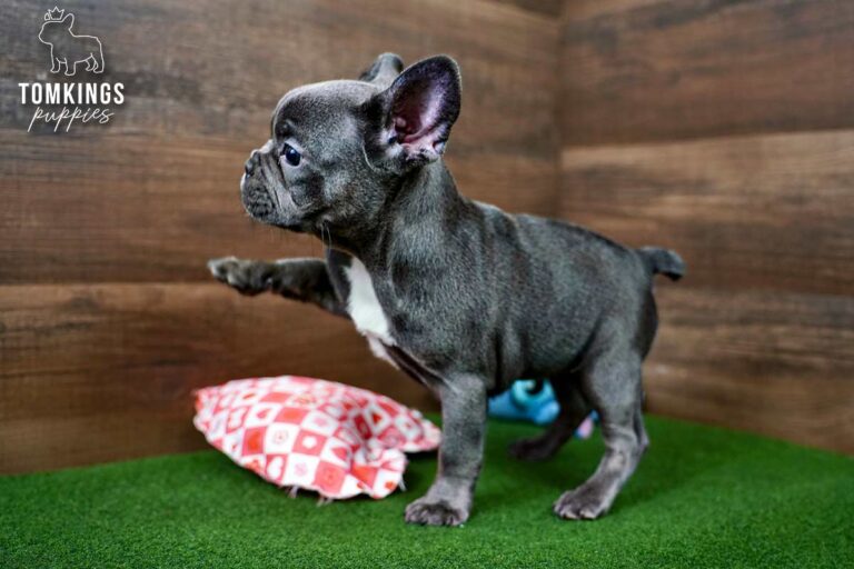 Yin, a blue female French Bulldog puppy, lies on green turf with a blue plush toy in the background.