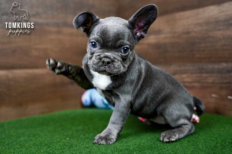 Yin, a blue female French Bulldog puppy, lifts one paw while sitting on green turf indoors.