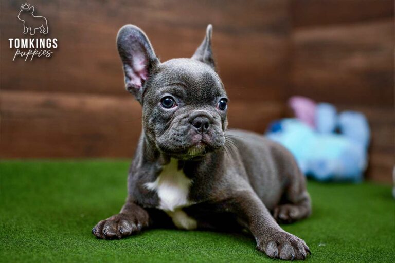 Yin, a blue female French Bulldog puppy, stands in profile on green turf beside a patterned pillow.