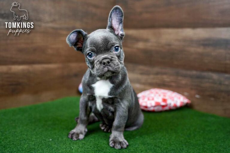 Yin, a blue female French Bulldog puppy, sits upright on green turf with a wooden backdrop behind her.