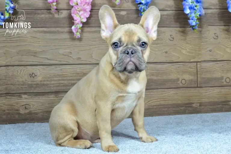 Chase, a blue fawn French Bulldog boy, sitting indoors on a soft carpet in front of a wooden wall with hanging flowers.