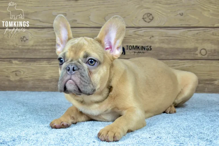 Chase, a blue fawn French Bulldog boy, lying on a soft carpet indoors and looking slightly to the side.