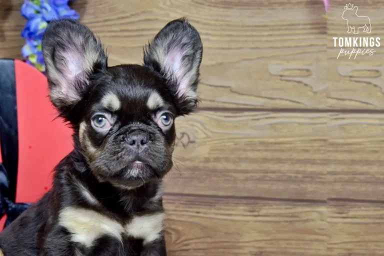 Choco, a black and tan fluffy French Bulldog boy, looking up in an indoor portrait with a wooden backdrop.