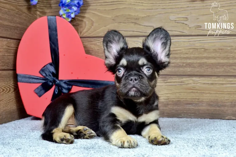Choco, a black and tan fluffy French Bulldog boy, lying on a soft carpet beside a red heart-shaped gift box.