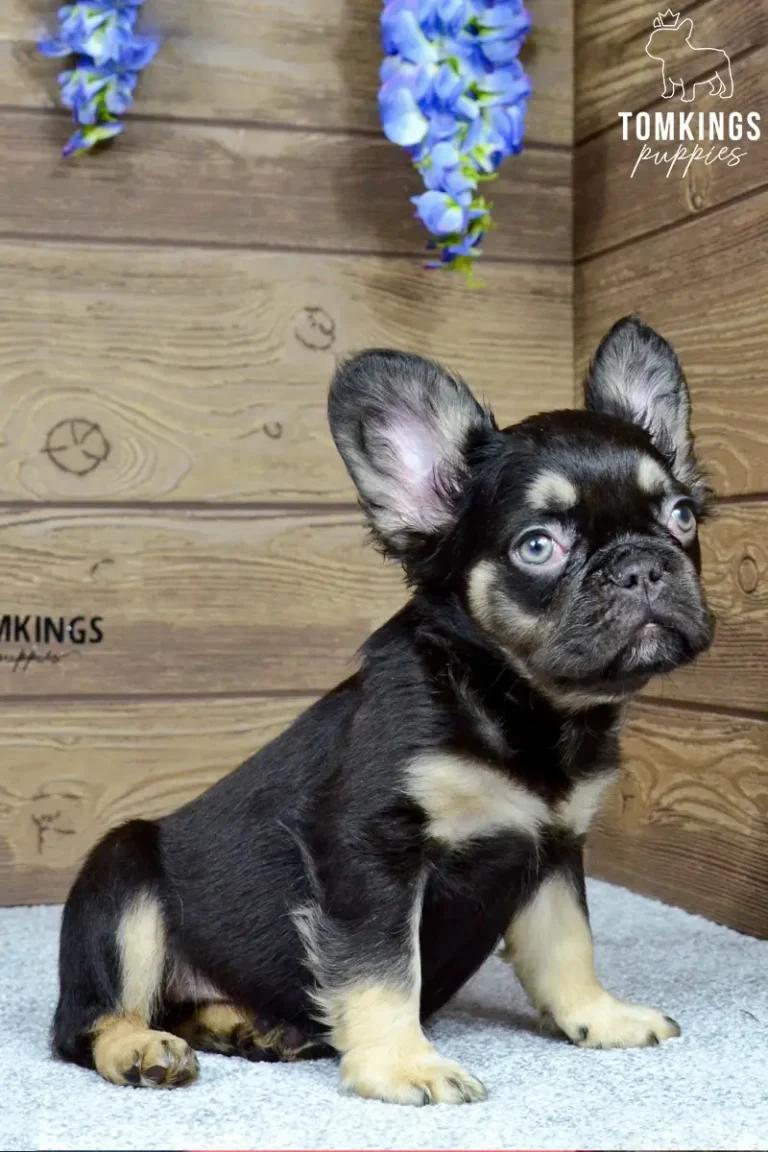 Choco, a black and tan fluffy French Bulldog boy, sitting indoors under blue flowers and looking upward.