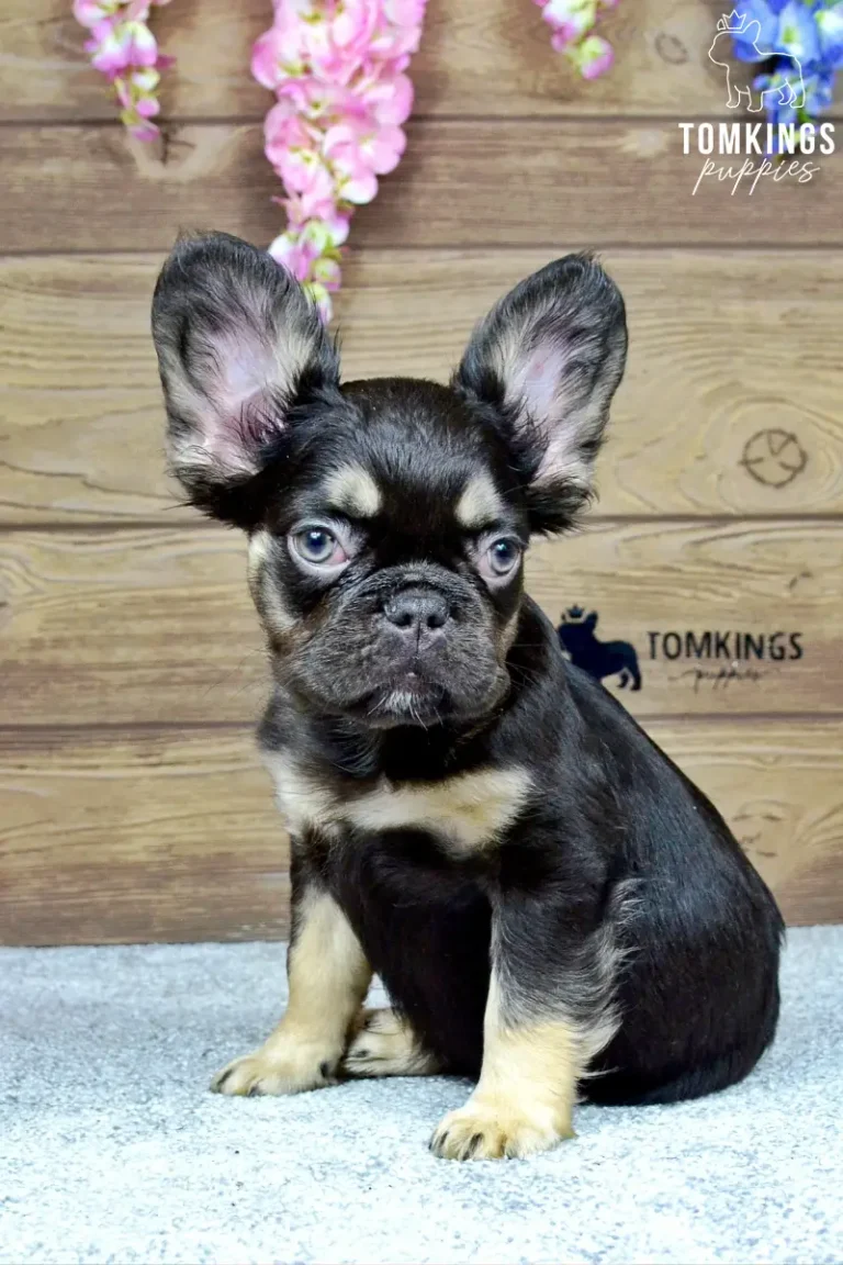 Choco, a black and tan fluffy French Bulldog boy, sitting in front of a wooden wall with pink flowers overhead.