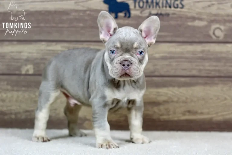 Dean, an isabella and tan French Bulldog boy, standing indoors on a soft white rug with a wood backdrop.