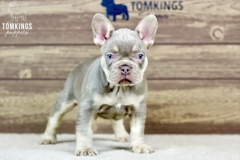Dean, an isabella and tan French Bulldog boy, standing indoors and facing the camera.