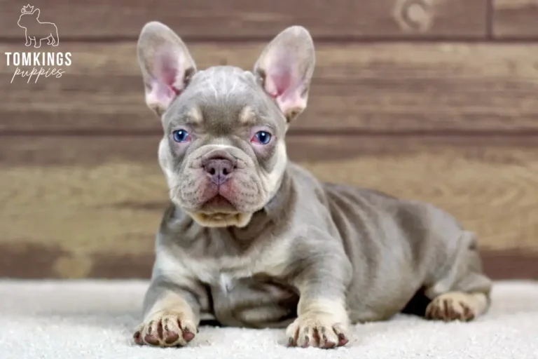 Dean, an isabella and tan French Bulldog boy, lying indoors and facing forward on a white rug.