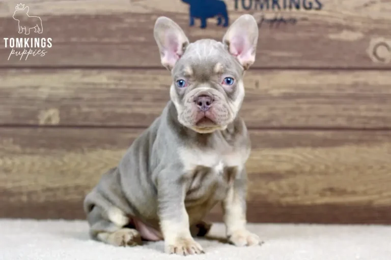 Dean, an isabella and tan French Bulldog boy, sitting indoors on a white rug with a wood backdrop.