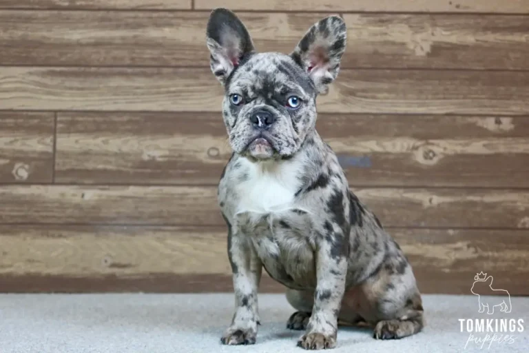Erin, a blue merle French Bulldog puppy, sitting at an angle on light carpet indoors.