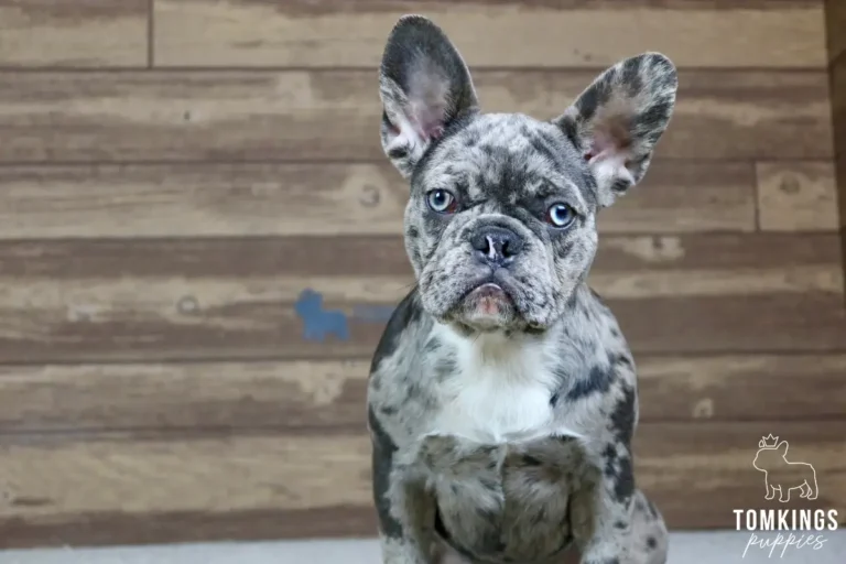 Erin, a blue merle French Bulldog puppy, sitting in a close-up portrait on light carpet.