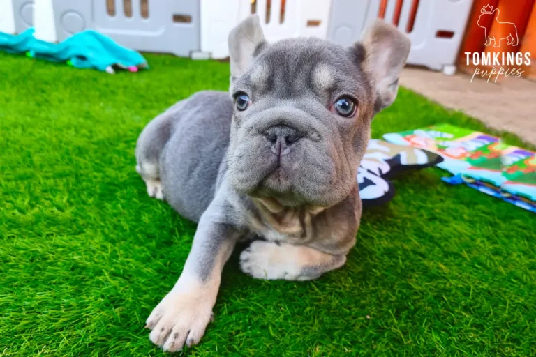 Florence, a lilac and tan big rope French Bulldog girl, lying on bright green turf outdoors and looking up at the camera.