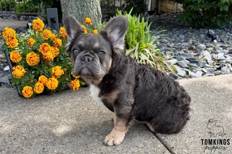 Holly, a blue and tan fluffy French Bulldog girl, sitting outdoors beside bright orange flowers on a sunny garden path.