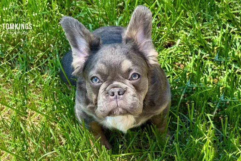 Holly, a blue and tan fluffy French Bulldog girl, sitting in green grass and looking up at the camera.