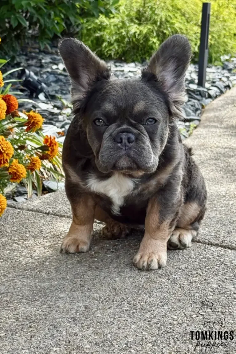 Holly, a blue and tan fluffy French Bulldog girl, sitting on a concrete path with orange flowers and greenery behind her.