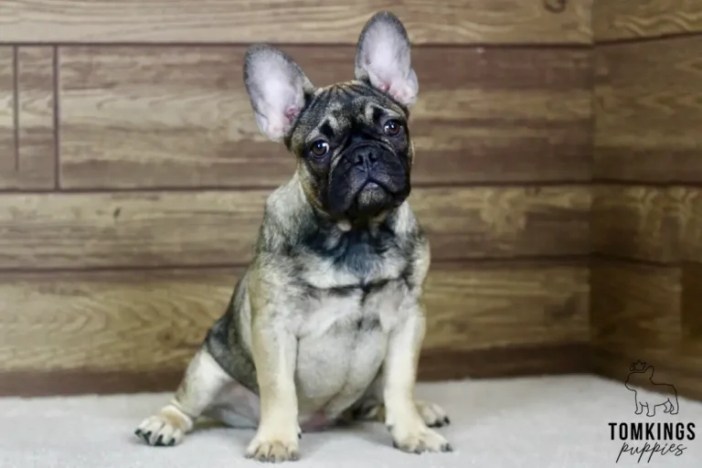 Luna, a sable French Bulldog girl, sitting indoors on a white rug with her head tilted.
