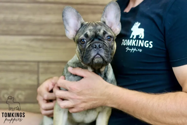 Luna, a sable French Bulldog girl, sitting on a person's lap indoors.