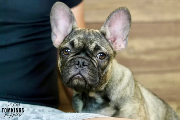 Close-up of Luna, a sable French Bulldog girl, sitting on a person's lap indoors.