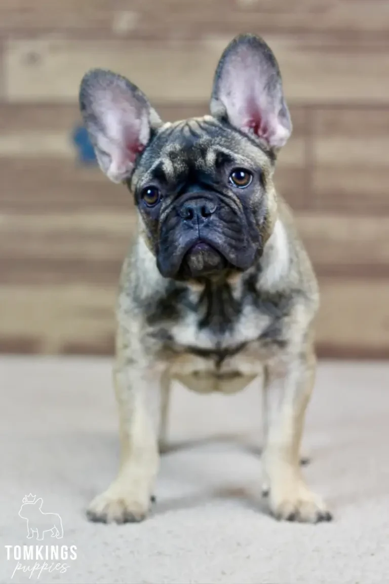 Luna, a sable French Bulldog girl, standing indoors on a white rug with her head tilted.