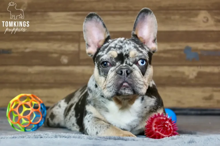 Patsy, a blue merle and tan French Bulldog girl, lying indoors on a gray rug beside colorful dog toys.