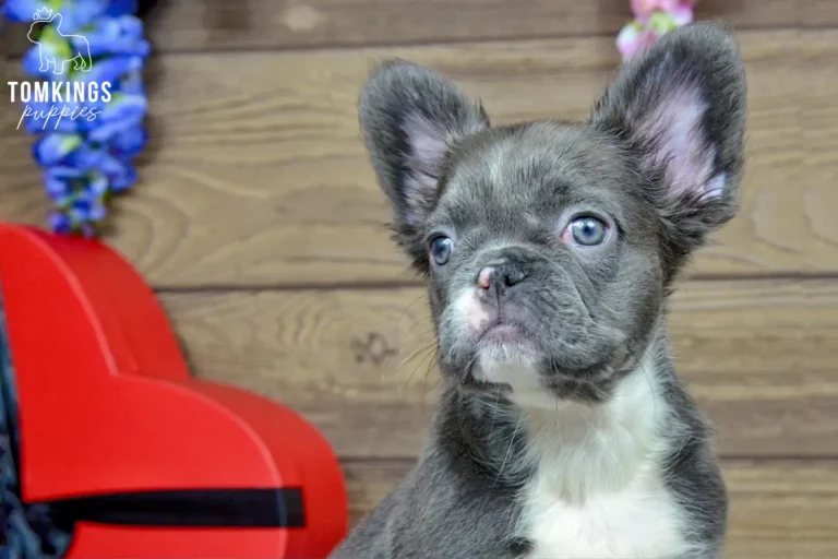 Saffy, a blue fluffy French Bulldog girl, sitting indoors beside a red heart-shaped gift box.