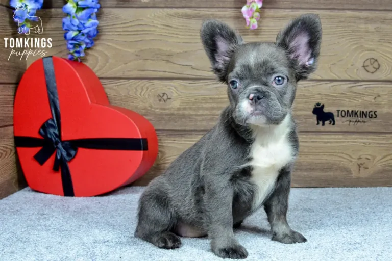 Saffy, a blue fluffy French Bulldog girl, sitting on a soft carpet beside a red heart-shaped gift box.