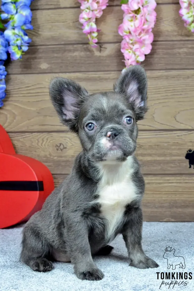 Saffy, a blue fluffy French Bulldog girl, sitting indoors under pink flowers with bright blue eyes.
